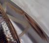 Sigara striata
